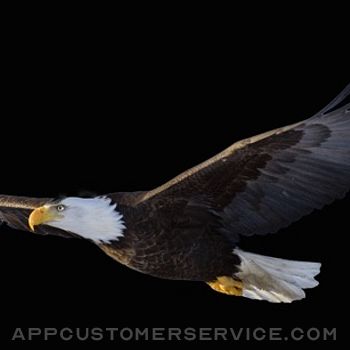 Real Live Eagle Cam Customer Service