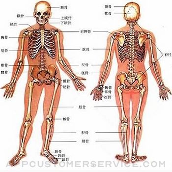 人类器官系统|人体骨骼构造大全 Customer Service