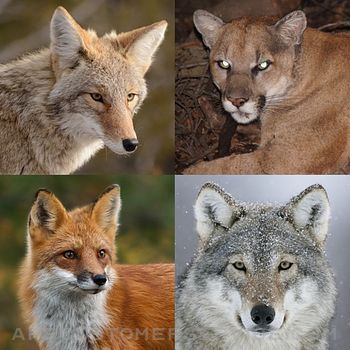 Download Coyote& Predator Hunting Calls App