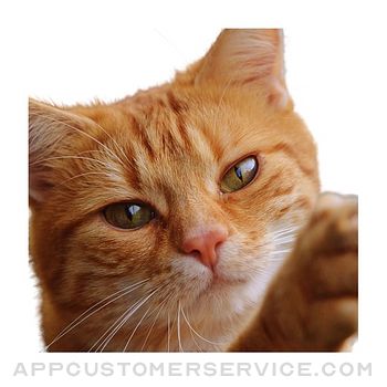 Cat photo sticker Customer Service