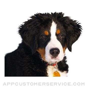 Dog photo sticker Customer Service