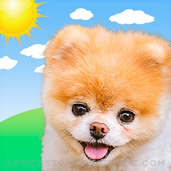 Download Boo Weather: Pomeranian Puppy App