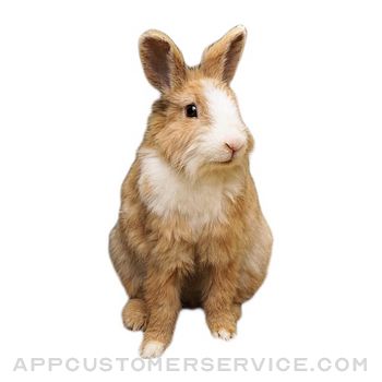 Rabbit photo sticker Customer Service
