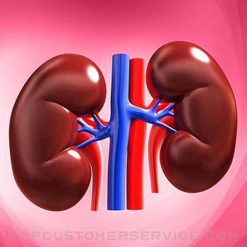 Learn Kidney Anatomy Customer Service