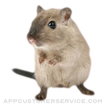 Hamster Photo Sticker Customer Service