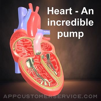 Heart - An incredible pump Customer Service
