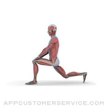 Download Stretch Anatomy App