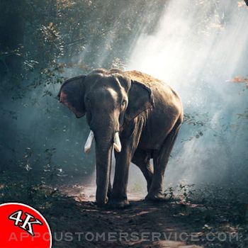 Download Animal Wallpapers HD 4K App