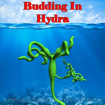 Budding in Hydra Customer Service