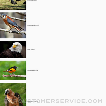 AI Birding ipad image 1