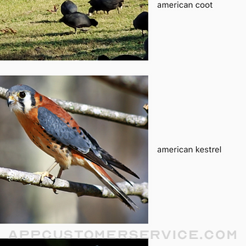 AI Birding iphone image 1