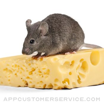 Cheese Rats Funny Stickers Customer Service