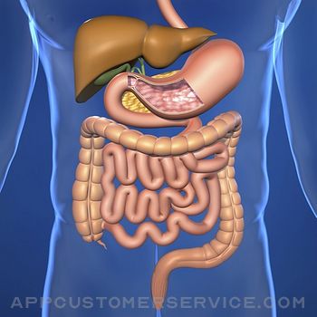 Digestive System Study Cards Customer Service