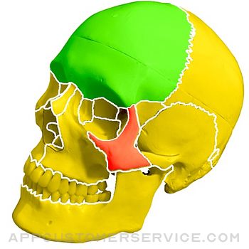 Skull Bones Easy Anatomy Customer Service
