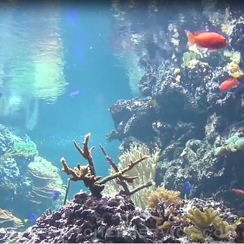 Reef Aquarium 2D/3D Customer Service