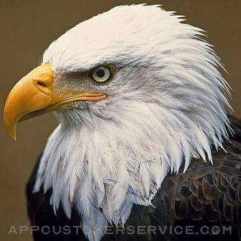 Bald Eagle Cams Customer Service
