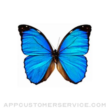 Dancing Butterfly Customer Service